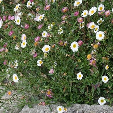 Erigeron Karvinskianus  2 Ltr Pot - Herbaceous - Windyridge Garden Centre