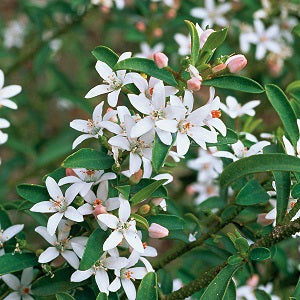 Eriostemon Flower Girl White