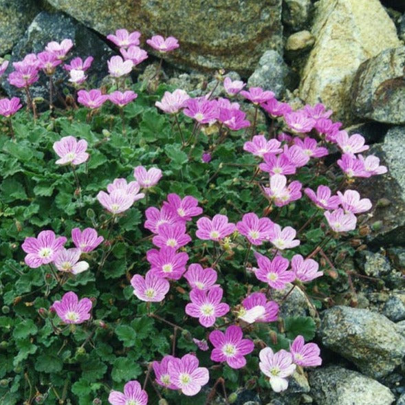 Erodium Bishops Form