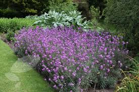 Erysimum Dark Mauve - Herbaceous - Windyridge Garden Centre