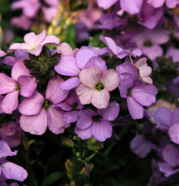 Erysimum Poem Lavender