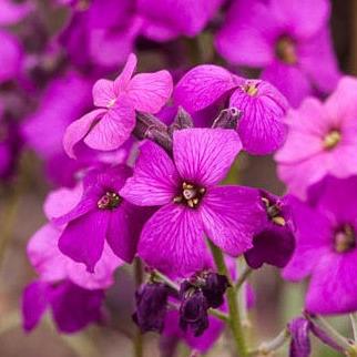 Erysimum Poem Lilac