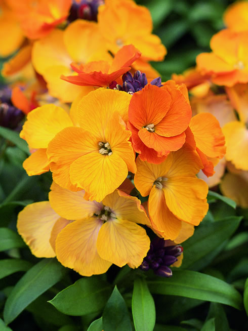 Erysimum Rysi Copper
