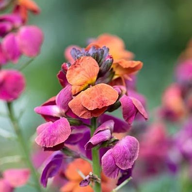Erysimum Winter Orchid