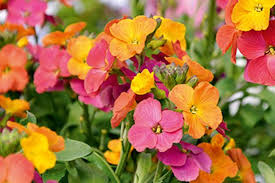 Erysimum Winter Party - Herbaceous - Windyridge Garden Centre
