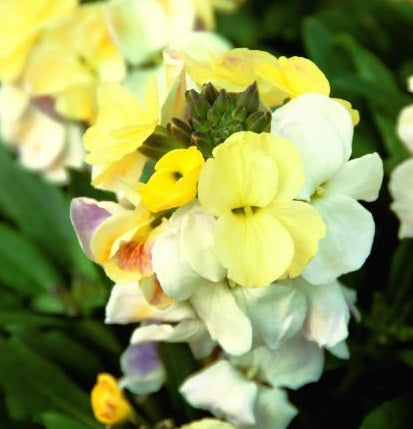 Erysimum  Rysi Moon