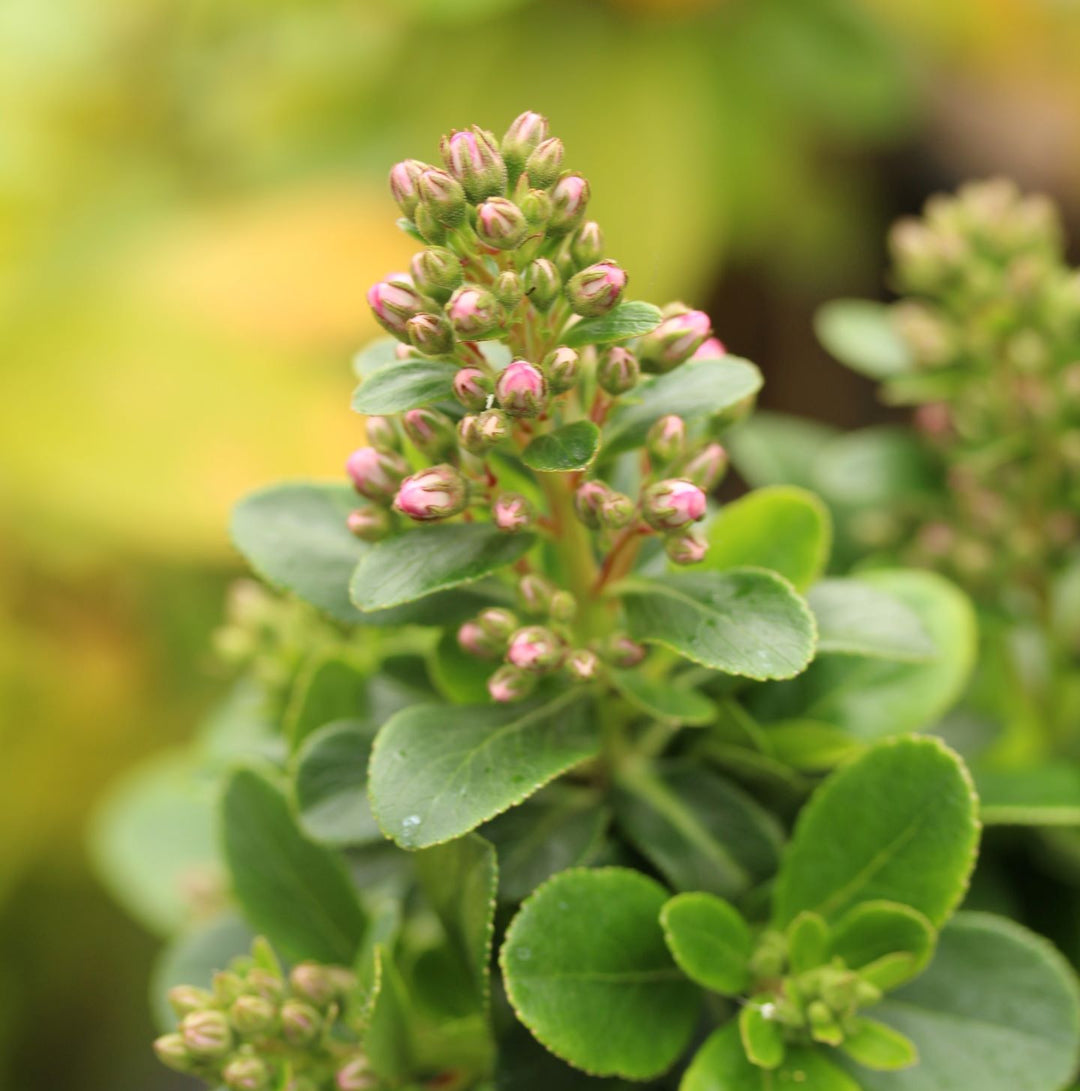 Escallonia Lav Pink Elle