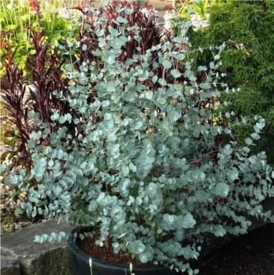 Eucalyptus Gunnii Azura - Trees - Windyridge Garden Centre