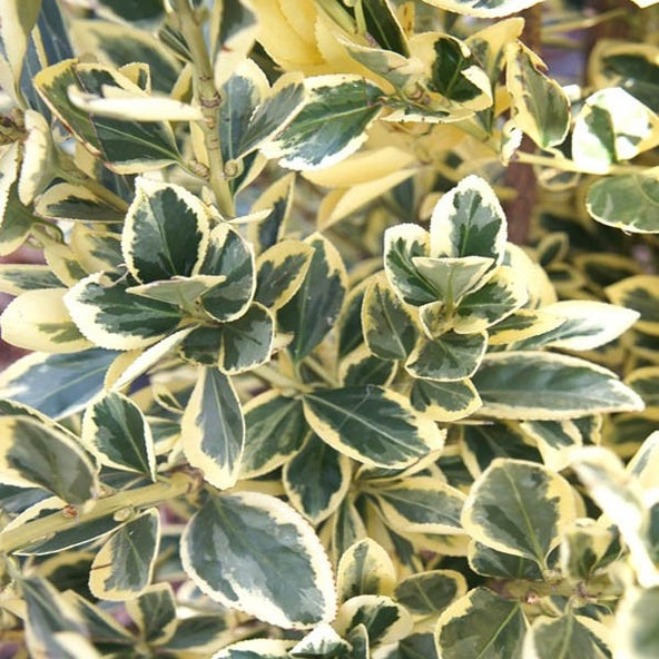 Euonymus Bravo