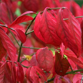 EUONYMUS ALATUS CLT 25 H 60 - 80 CM