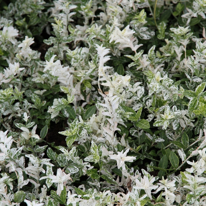 Euonymus fort. Harlequin