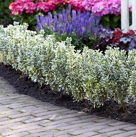 Euonymus-jap.-White-Spire-Planted