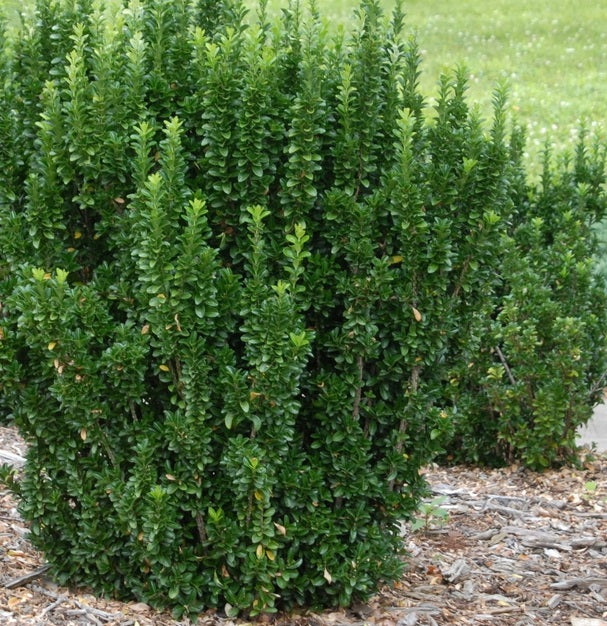 Euonymus japon. Green Spire