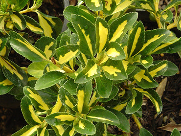 Euonymus j. Micro. Aureovariegatus 2 Ltr pot