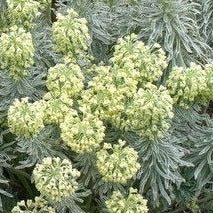 Euphorbia C. Tasmanian Tiger - Herbaceous - Windyridge Garden Centre