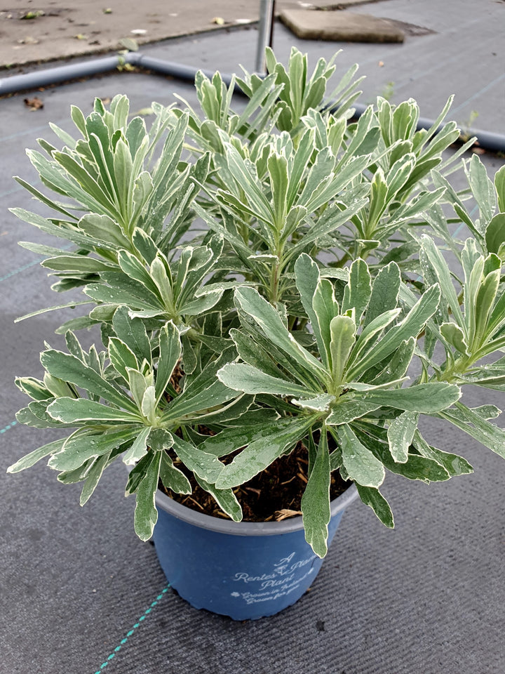 Euphorbia C. Tasmanian Tiger - Herbaceous - Windyridge Garden Centre