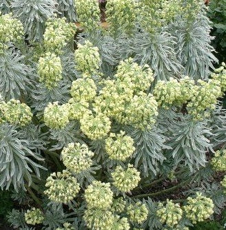 Euphorbia Tasmanian Tiger