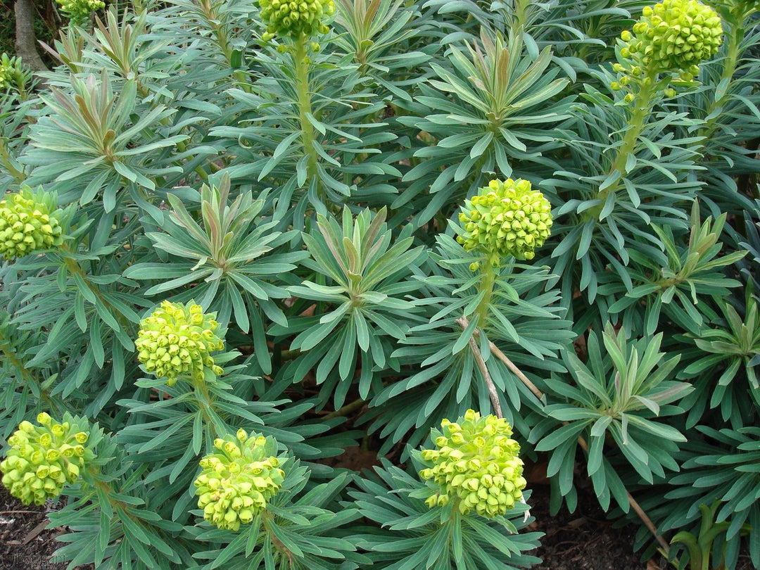 Euphorbia char. ssp. wulfenii