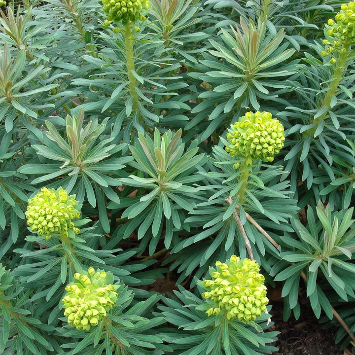 Euphorbia char. ssp. wulfenii