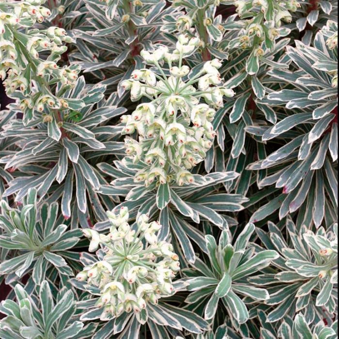 Euphorbia characias Silver Swan