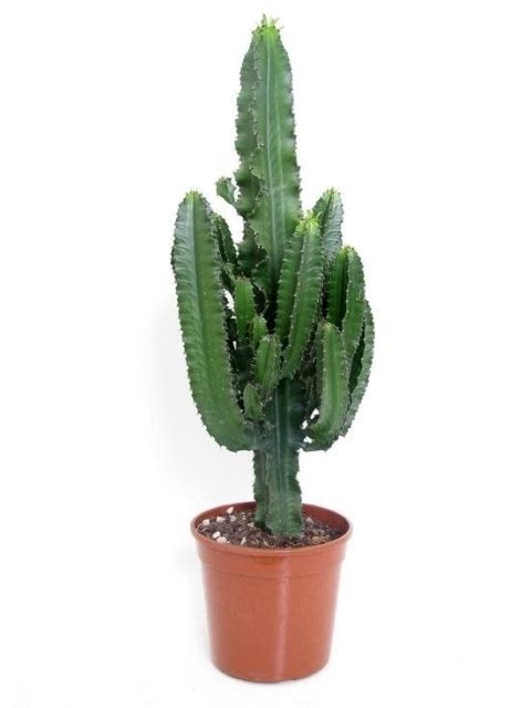 Euphorbia eritrea