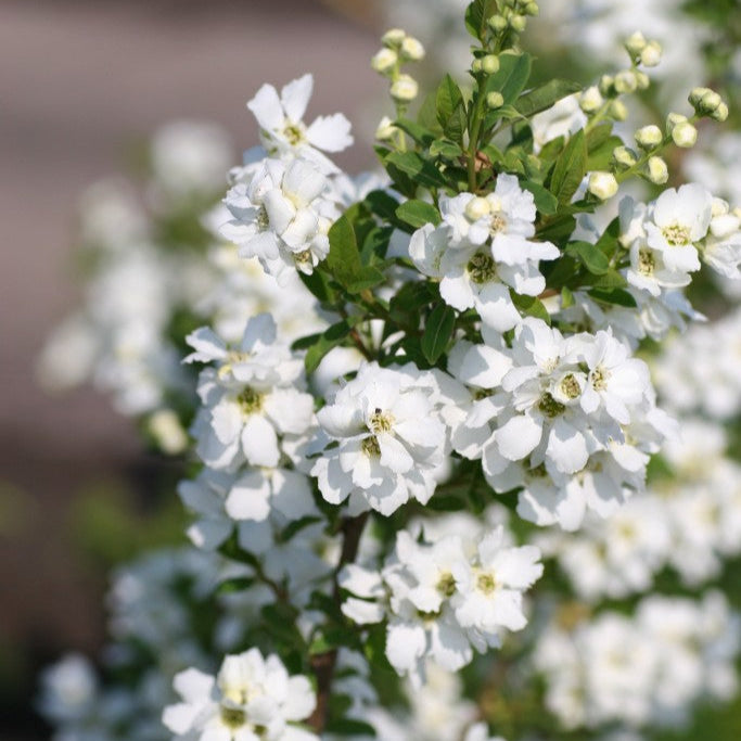 Exochorda R. Magical Springtime - Shrubs - Windyridge Garden Centre