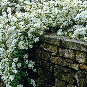 Exochorda Mac. The Bride- Climbers - Windy Ridge Garden Centre