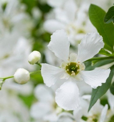Exochorda Racem. Blushing Pearl Pbr - Shrubs - Windyridge Garden Centre