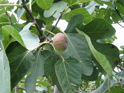 FICUS CARICA IN CVS PC 35   CIRC. TR. 06 - 08 CM  1/2 STD