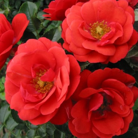 FLOWER CARPET SCARLET