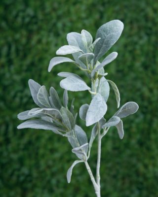 Lambs Ears-Grey Green