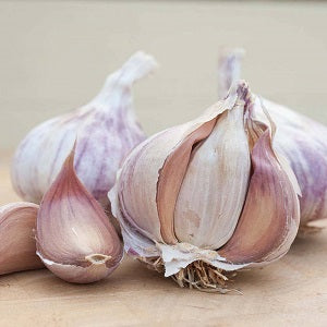 FRENCH GARLIC THERMIDROME