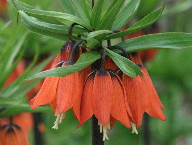 1 FRITILLARIA IMPERIALIS RUBRA   LOOSE