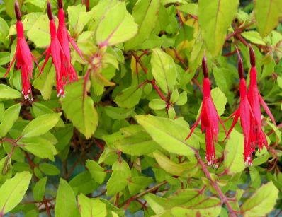 Fuchsia Genii - Shrubs - Windyridge Garden Centre