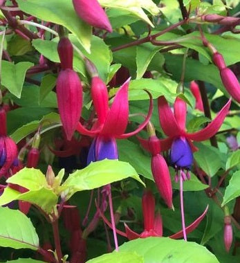 Fuchsia Genii - Bedding - Windyridge Garden Centre