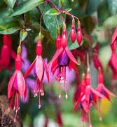 Fuchsia Mrs Popple - Bedding - Windyridge Garden Centre