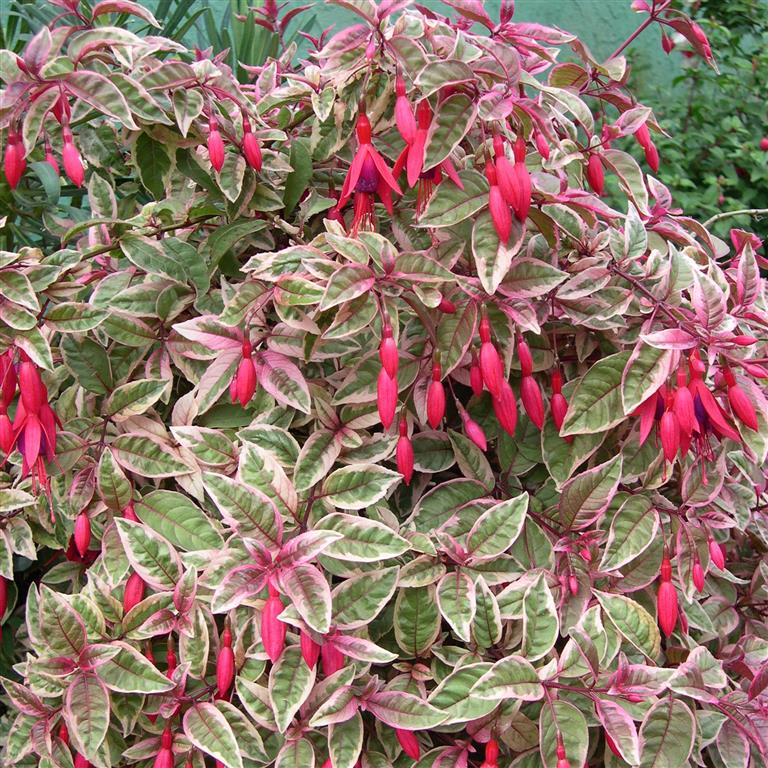 FUCHSIA Sunray