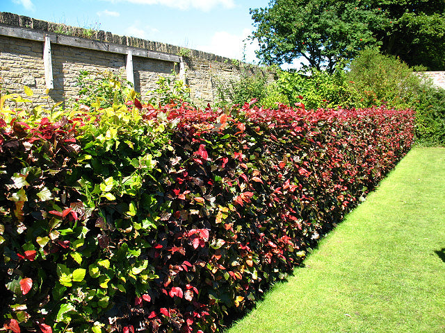 Fagus sylvatica Atropurpurea - Hedging - Windyridge Garden Centre