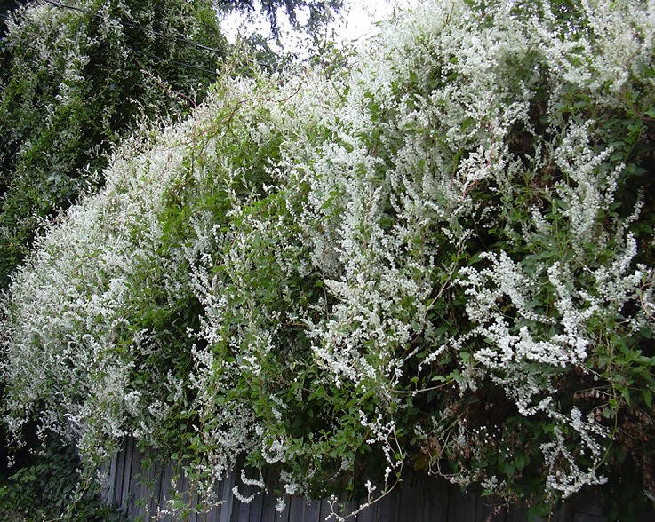 Fallopia Aubertii - Climbers - Windyridge Garden Centre