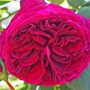 Rosa Falstaff Climbing