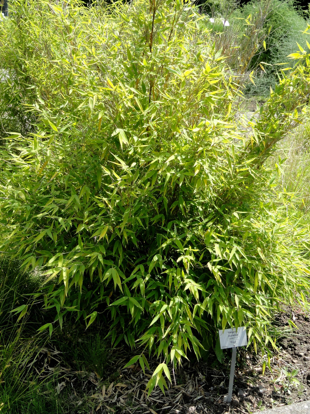 Fargesia Murieliae  4 Ltr Pot - Hedging - Windyridge Garden Centre