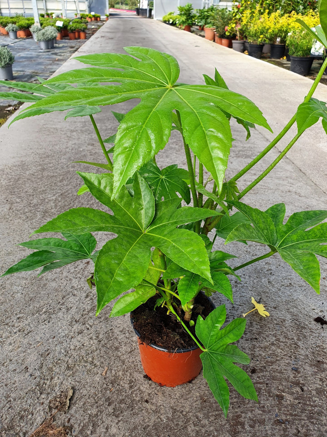 FATSIA japonica