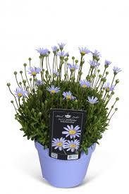 Felicia Felicitara Blue