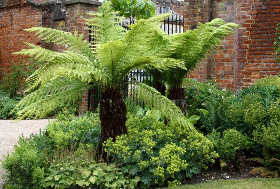 DO NOT USE DICKSONIA ANTARCTICA - Tree Fern