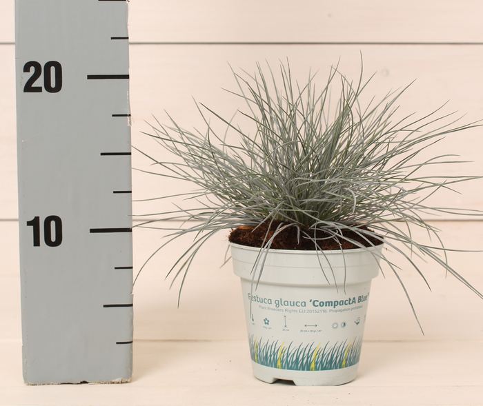 Festuca glauca CompactA Blue  P10.5