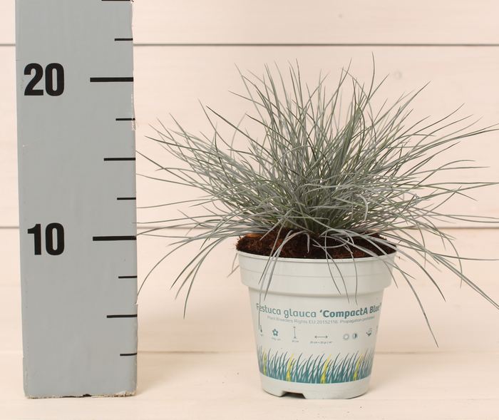 Festuca glauca Compacta Blue