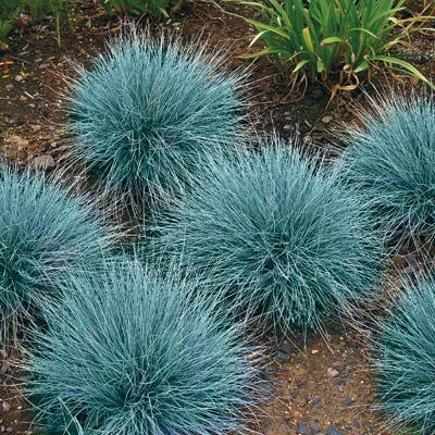 Festuca Glauca