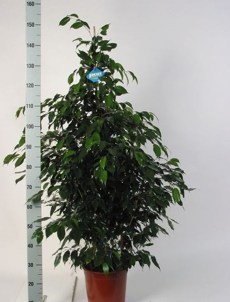 Ficus ben. Danielle 140 CM