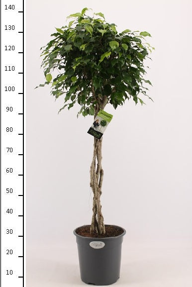 Ficus ben. Exotica