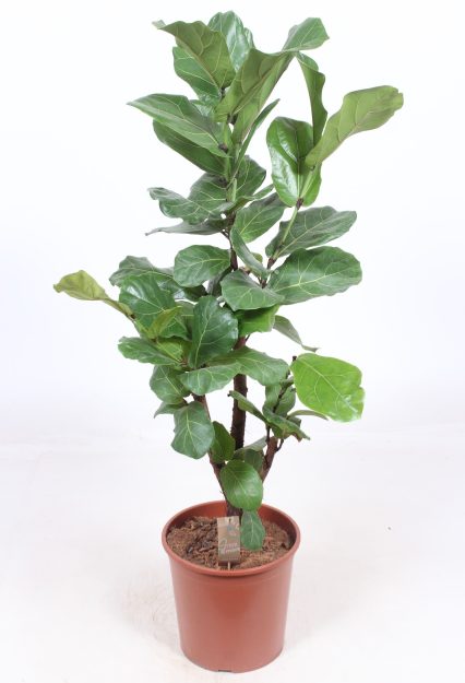 Ficus Lyrata - Indoor Plants - Windyridge Garden Centre